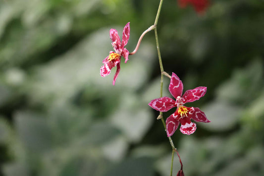 Où et pourquoi acheter des fleurs écologiques à Paris ?